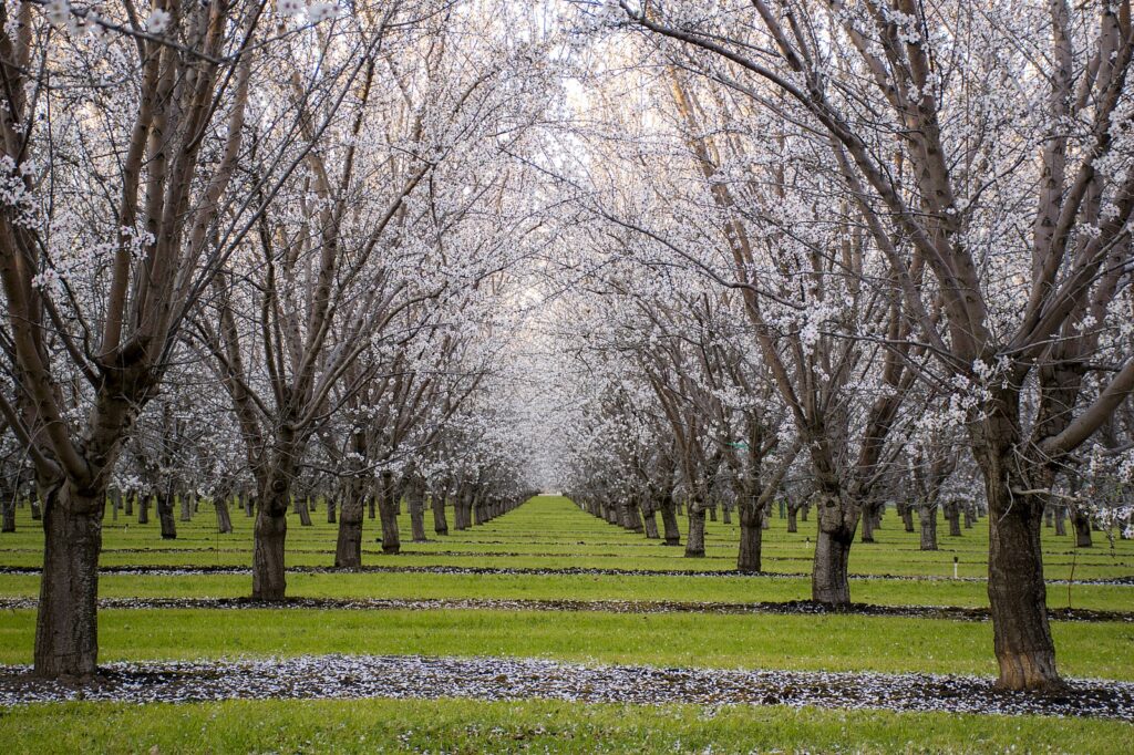 Almond orchard
